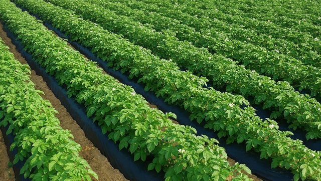 감자 재배 자료 사진. / 위키푸디