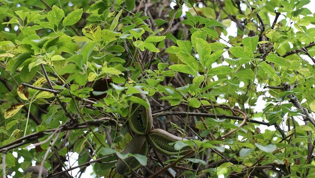 으름덩굴 자료 사진. / 국립생물자원관
