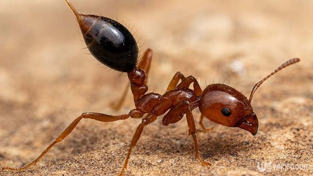 붉은불개미 자료 사진. / 위키푸디