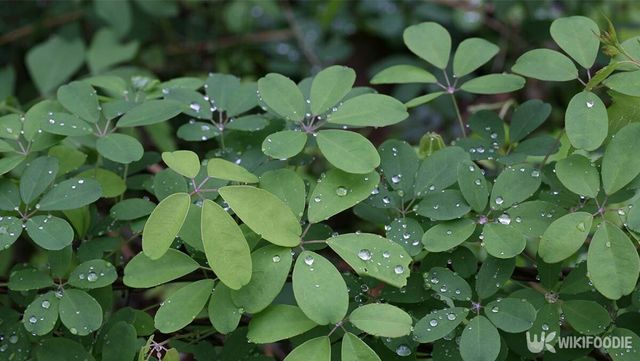 으름덩굴 자료 사진. / 국립생물자원관