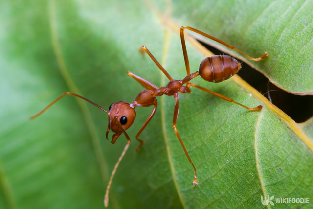 붉은불개미 자료 사진. / 위키푸디