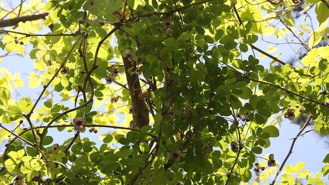 으름덩굴 자료 사진. / 국립생물자원관