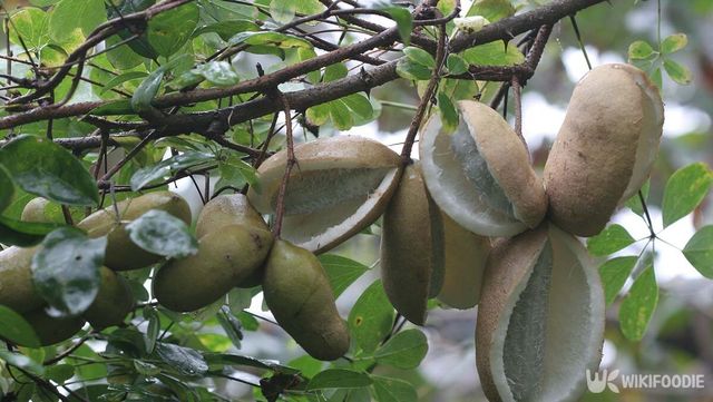 으름덩굴 열매 자료 사진. / 국립생물자원관