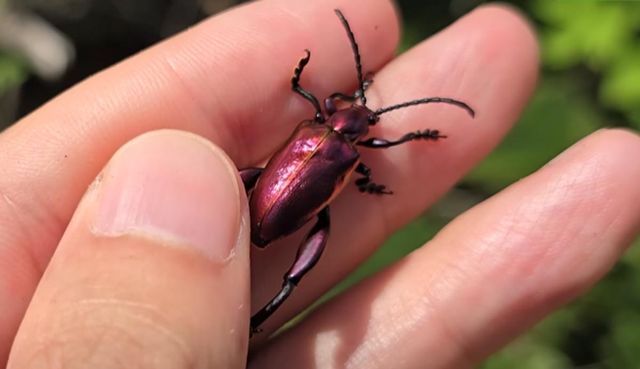 사그라알통다리잎벌레 / 유튜브 'TV생물도감' 캡처