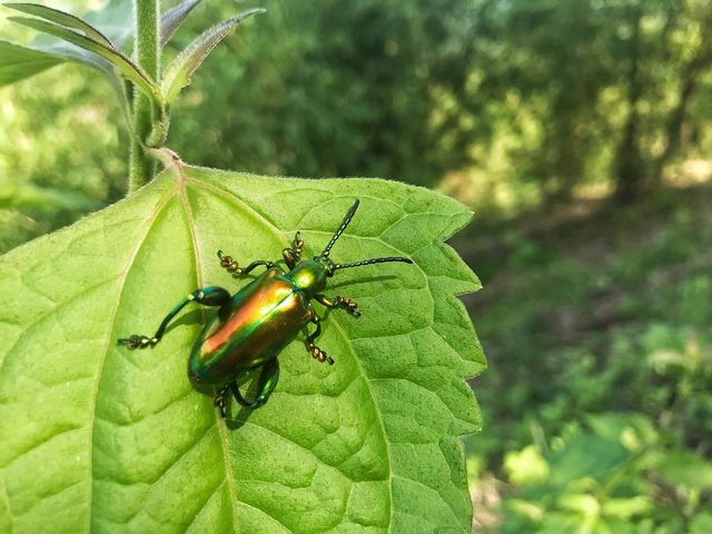 사그라알통다리잎벌레 /&nbsp;Sittsak Srisom-shutterstock.com