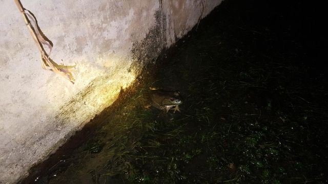 황소개구리 / 국립생물자원관