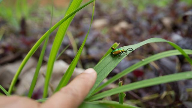 사그라알통다리잎벌레 /&nbsp;PeingjaiChiangmai-shutterstock.com