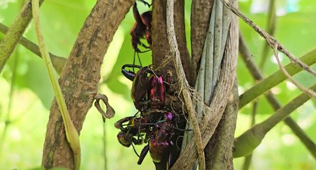 사그라알통다리잎벌레 무리 / 유튜브 'TV생물도감' 캡처