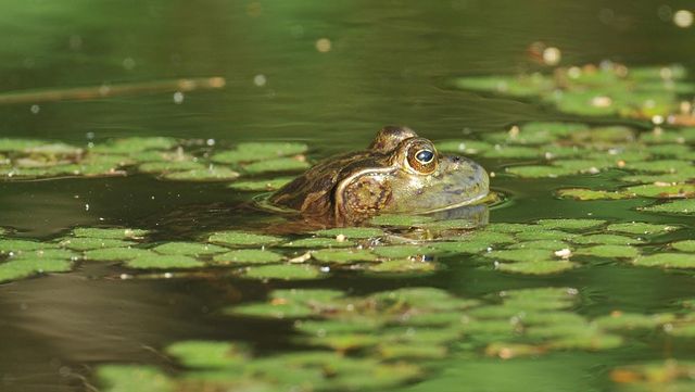 황소개구리 / 국립생물자원관
