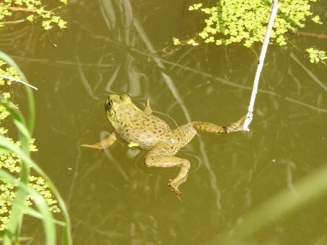 황소개구리 / 국립생물자원관