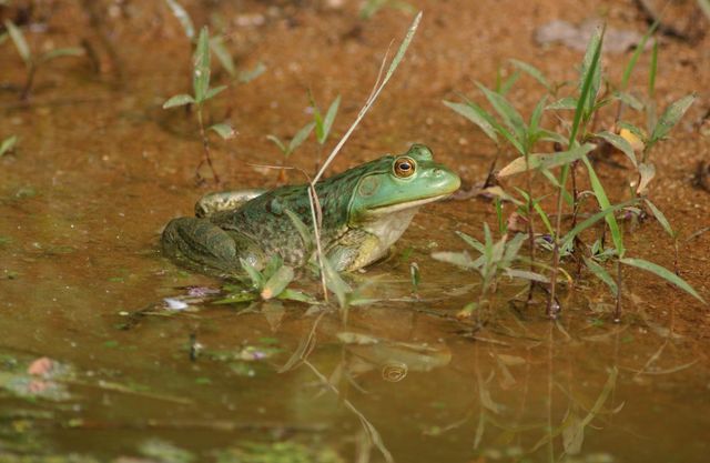 황소개구리 / 국립생물자원관