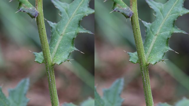 엉겅퀴 자료 사진. / 국립생물자원관