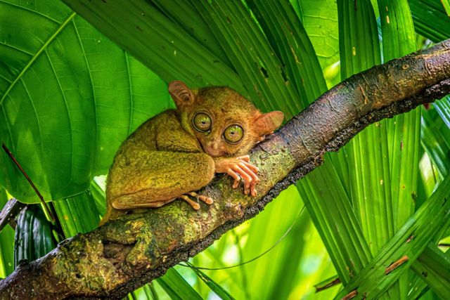 필리핀 안경원숭이 / Ugo Burlini-shutterstock.com