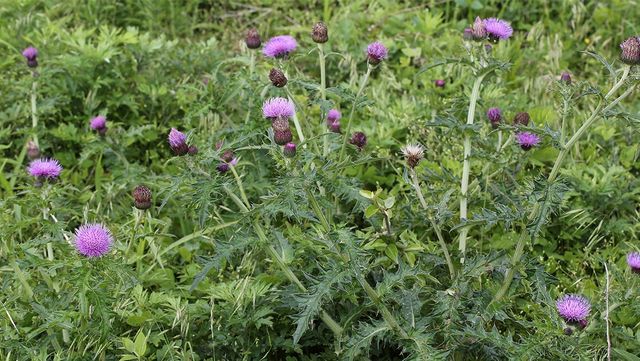 엉겅퀴 자료 사진. / 국립생물자원관