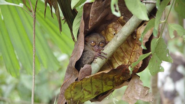 필리핀 안경원숭이 / realyamcha-shutterstock.com