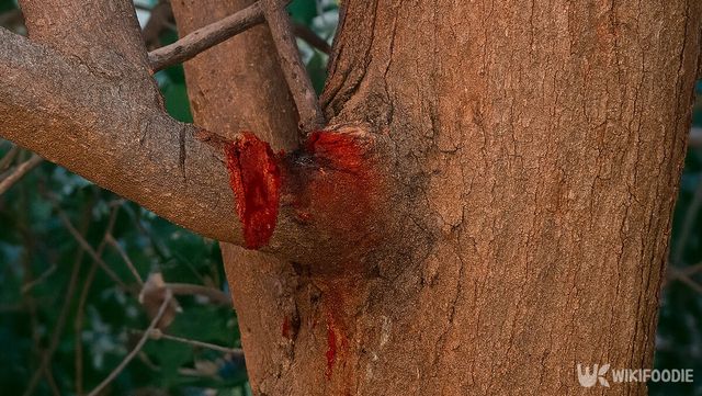 용혈목 자료 사진. / 위키푸디