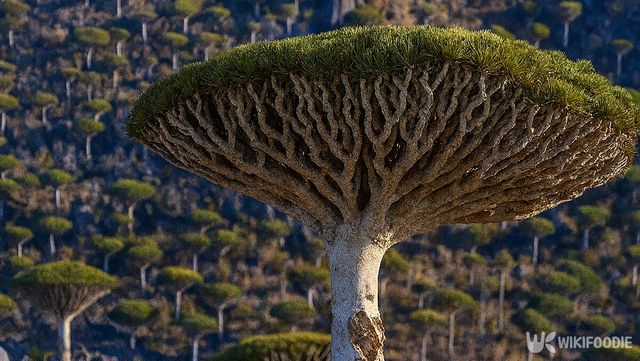 용혈목 자료 사진. / 위키푸디