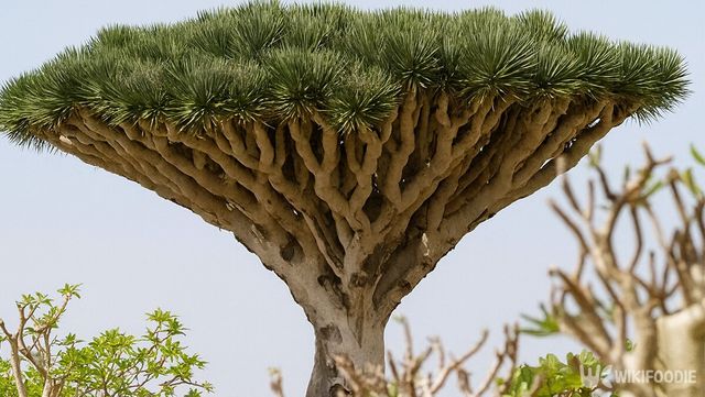 용혈목 자료 사진. / 위키푸디
