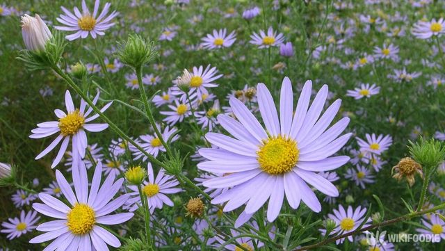 단양쑥부쟁이 자료 사진. / 위키푸디
