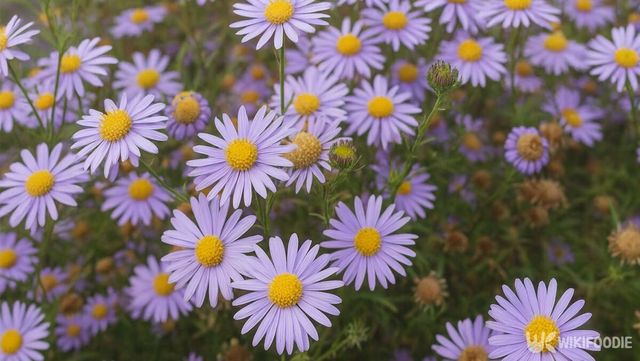 단양쑥부쟁이 자료 사진. / 위키푸디