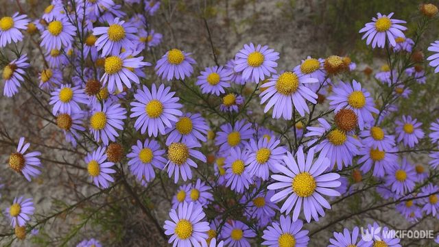 단양쑥부쟁이 자료 사진. / 위키푸디