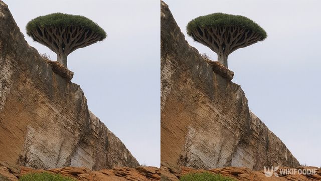 용혈목 자료 사진. / 위키푸디
