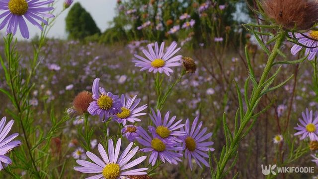 단양쑥부쟁이 자료 사진. / 위키푸디