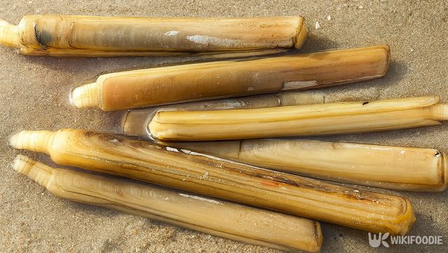 맛조개 자료 사진. / 위키푸디