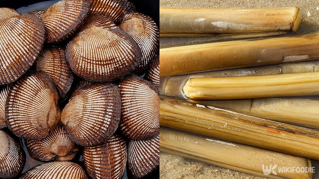 피조개, 맛조개 자료 사진. / 위키푸디