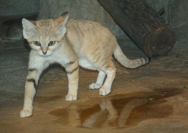 모래고양이 / TimVickers-Wikimedia Commons