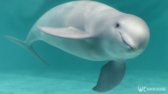 상괭이 자료 사진. / 위키푸디