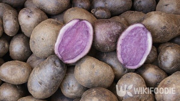 비텔로테 자료 사진. / 위키푸디