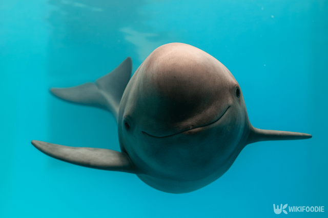 상괭이 자료 사진. / 위키푸디