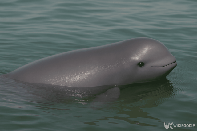 상괭이 자료 사진. / 위키푸디