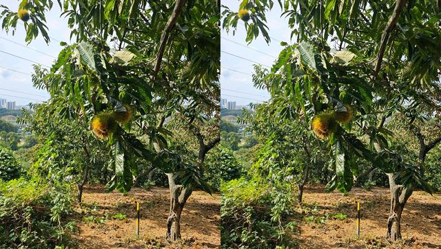 계수밤농장. / 업체등록사진