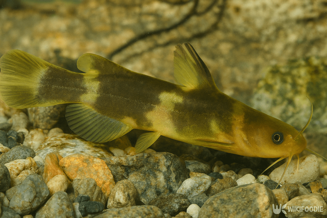 동자개 자료 사진. / 위키푸디