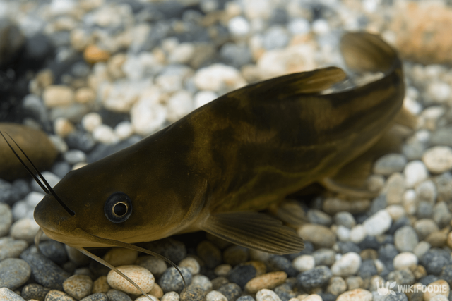 동자개 자료 사진. / 위키푸디