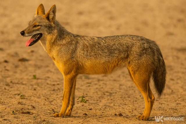 자칼 자료 사진. / 위키푸디