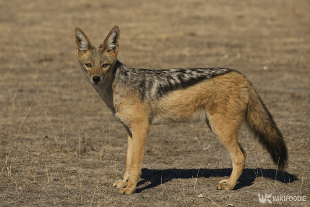 자칼 자료 사진. / 위키푸디
