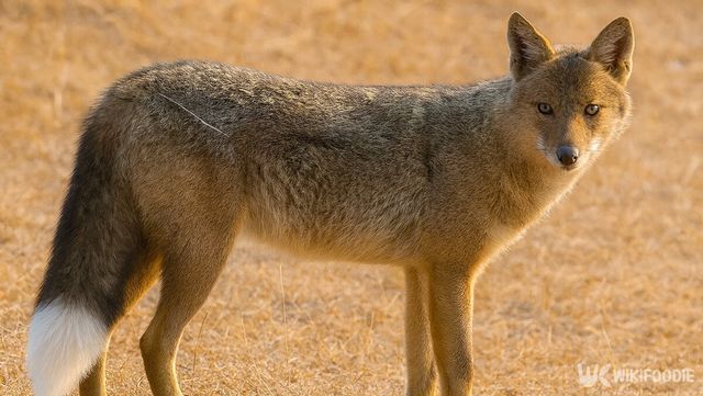 자칼 자료 사진. / 위키푸디