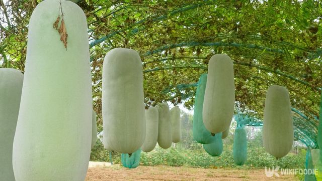 동아 자료 사진. / 위키푸디