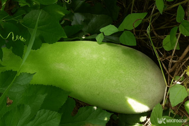 동아 자료 사진. / 위키푸디