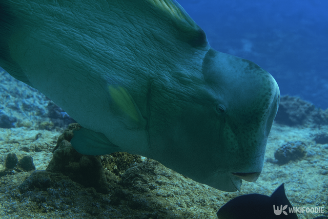패럿피시 자료 사진. / 위키푸디