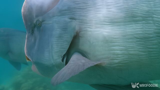 패럿피시 자료 사진. / 위키푸디