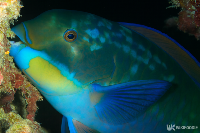 패럿피시 자료 사진. / 위키푸디