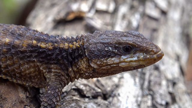 아르마딜로 도마뱀 자료 사진. / NickEvansKZN-shutterstock.com
