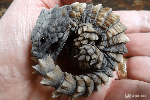 아르마딜로 도마뱀. / 위키푸디