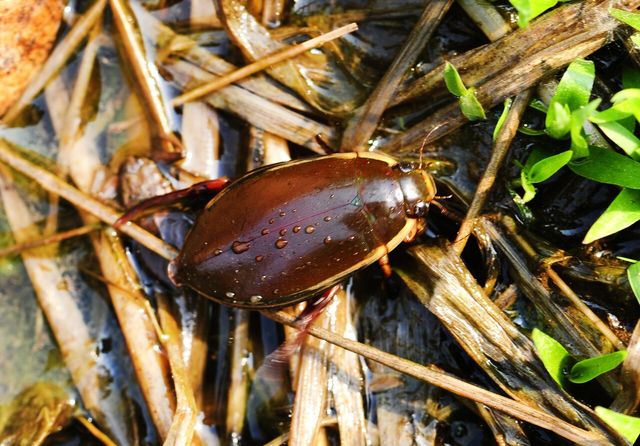 물방개 자료 사진. / 국립생물자원관