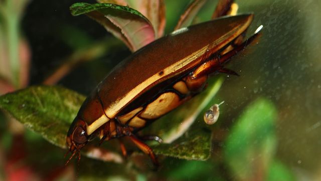 물방개 자료 사진. / 국립생물자원관