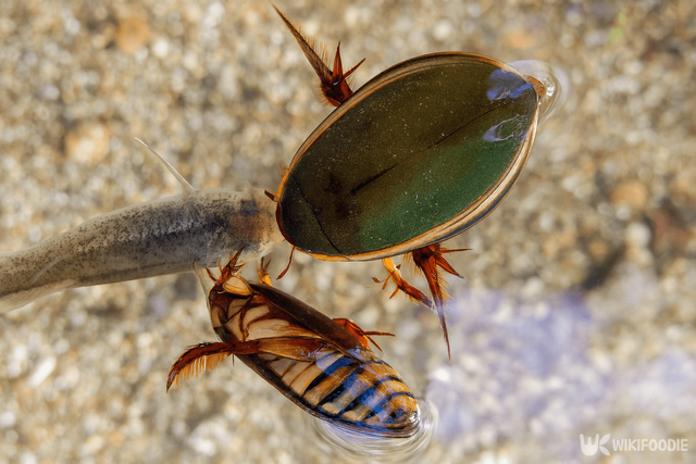 물방개 자료 사진. / 위키푸디
